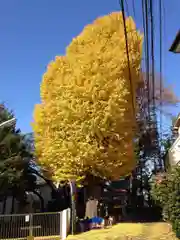 篠塚稲荷神社の自然