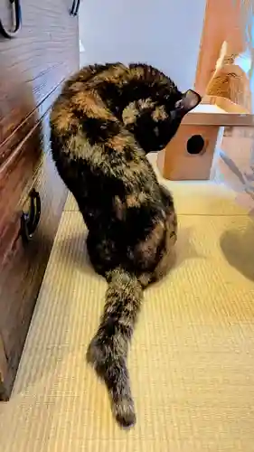 五十稲荷神社(栄寿稲荷神社)の動物