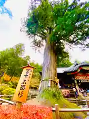 北口本宮冨士浅間神社(山梨県)