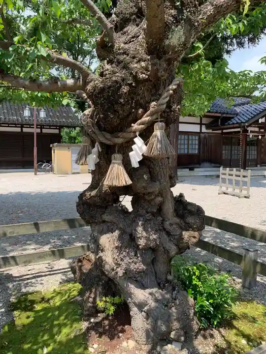 射水神社の自然