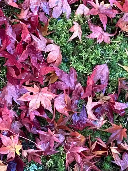 宝厳院(京都府)