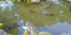 北海道護國神社の動物