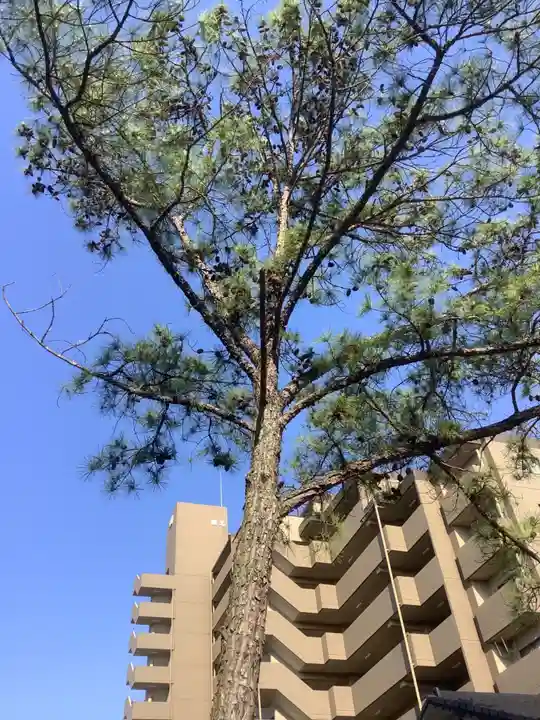 別小江神社の自然