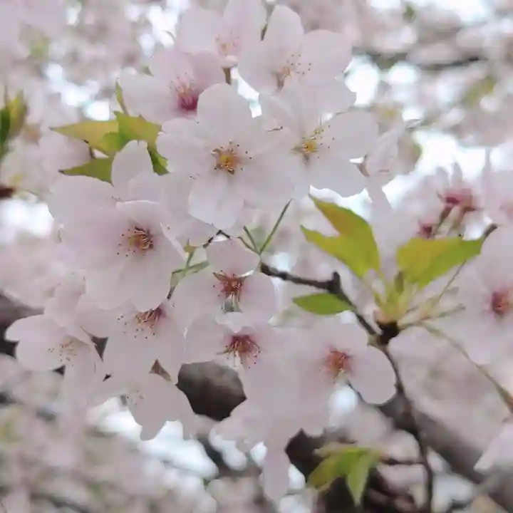 諏訪神社(東京都)