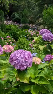 善峯寺(京都府)