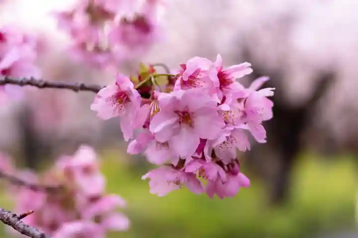 平野神社(京都府)