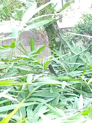 山王春日神社の動物
