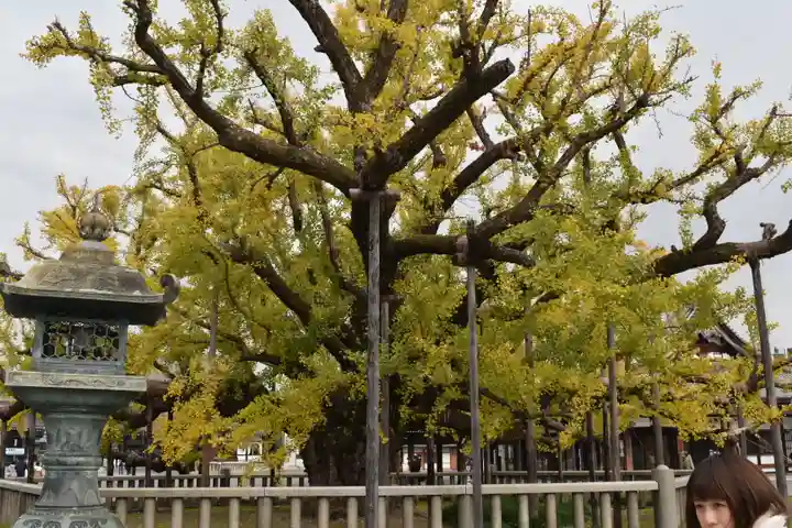 本願寺(西本願寺)の自然