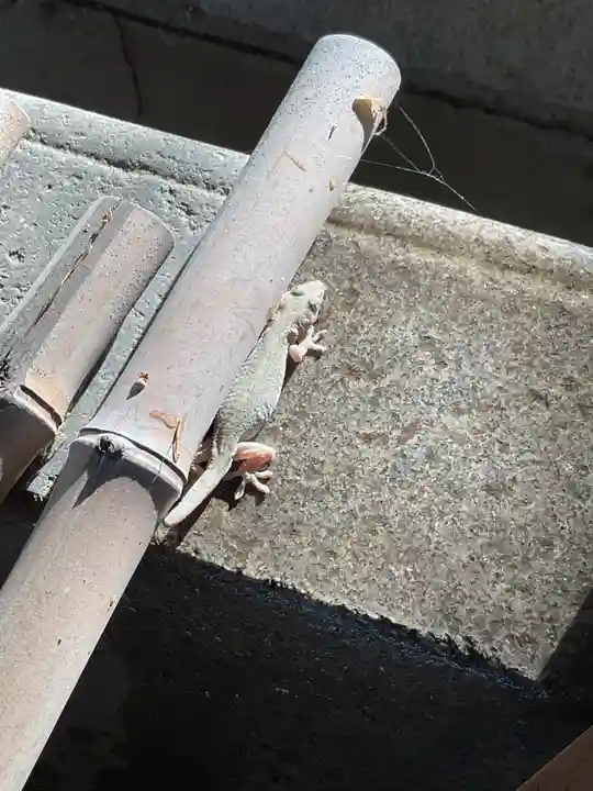 三明神社の動物