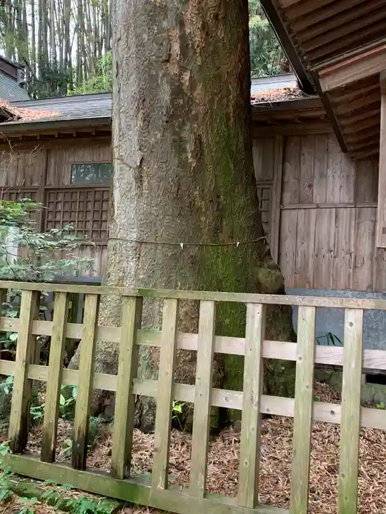 喜連川神社の自然