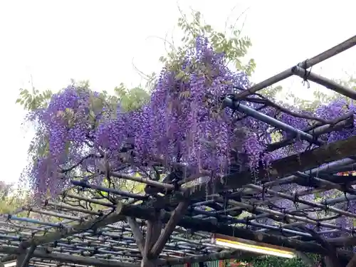 神田神社（神田明神）の自然