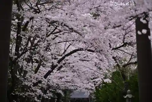 冨士御室浅間神社(山梨県)