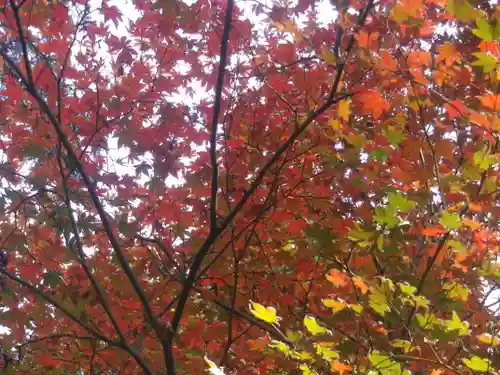 理智光寺跡（理智光寺址）＜史跡＞の自然