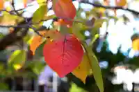 三津厳島神社の自然