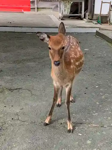 金華山黄金山神社の動物