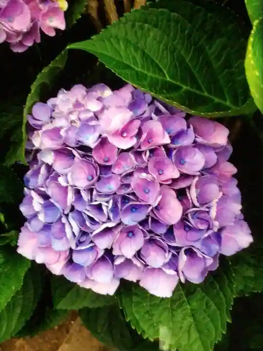 宝祥寺(東京都)