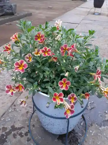 伏木香取神社の自然