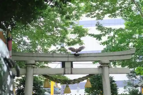 春日神社の動物