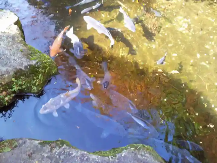 箱根神社の動物