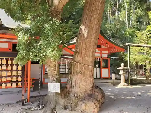 塩田八幡宮の自然