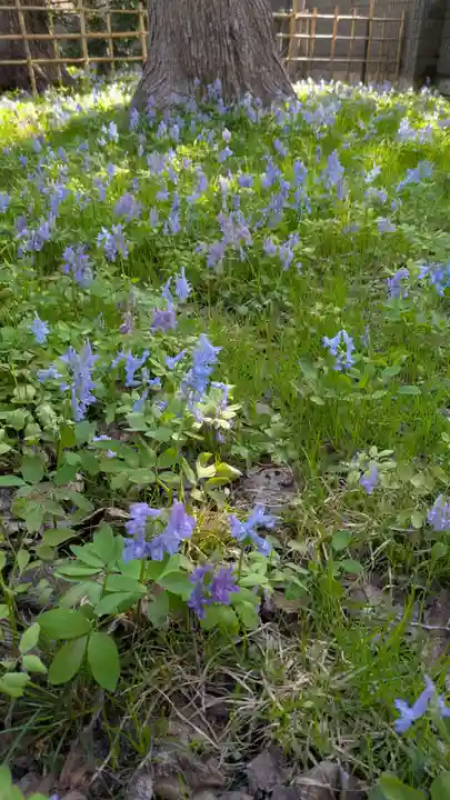 新琴似神社(北海道)