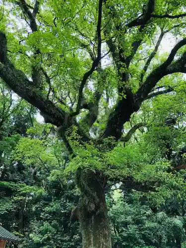 熱田神宮の自然