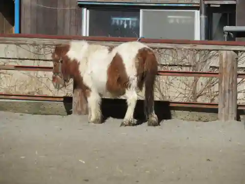 小室浅間神社の動物