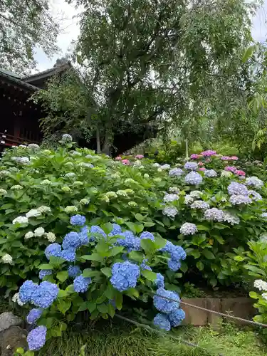 本土寺(千葉県)