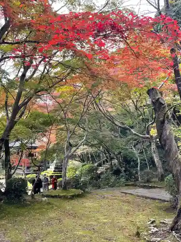 勝持寺（花の寺）の自然
