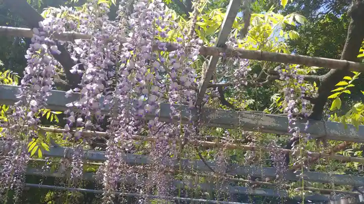 熊野神社の自然