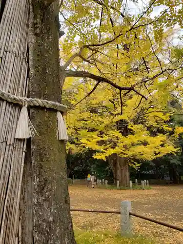 赤坂氷川神社の自然