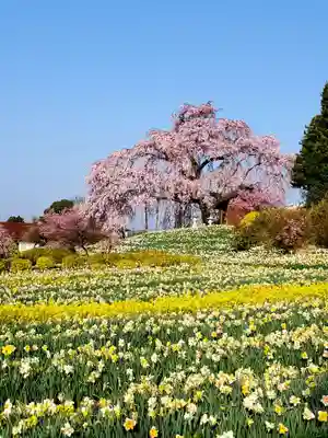 金毘羅桜の自然