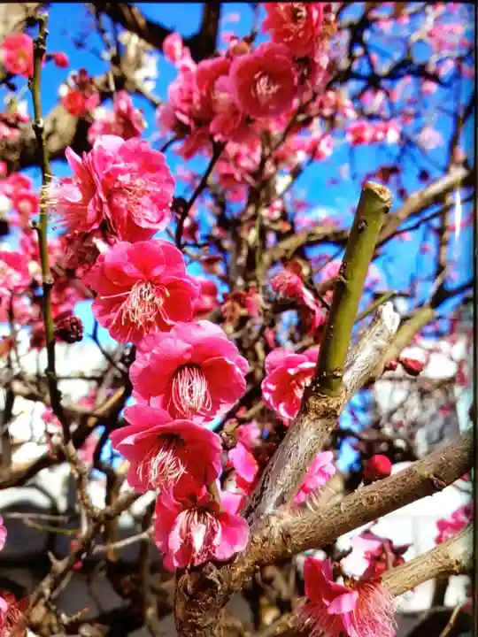 大國神社(東京都)