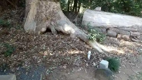 新治神社の自然