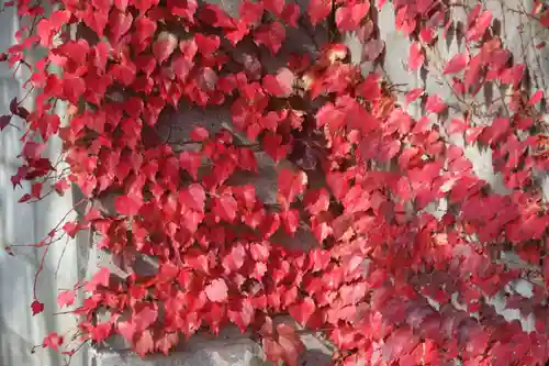 愛宕神社の自然