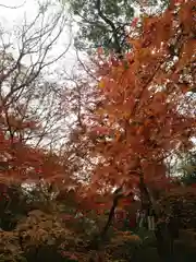 賀茂御祖神社（下鴨神社）の自然