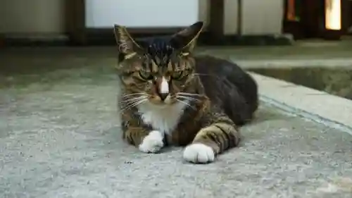 銀杏岡八幡神社の動物