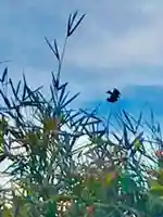 金村別雷神社の動物