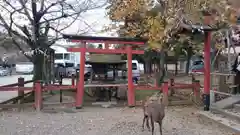 氷室神社の動物