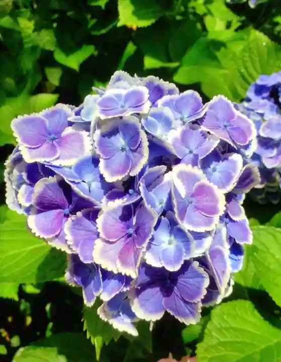 本郷氷川神社(東京都)