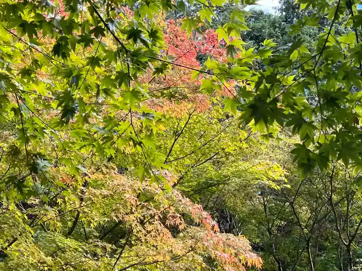詩仙堂(丈山寺)の自然