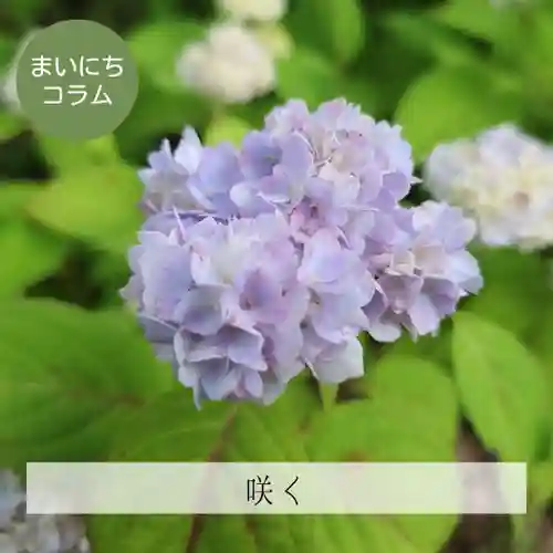 壽徳寺 じゅとくじの自然