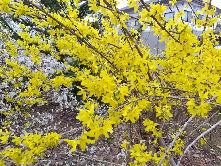 美瑛神社の自然