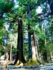 河口浅間神社の自然