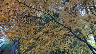 鹿王院(京都府)