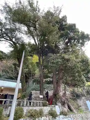 土肥神社の自然