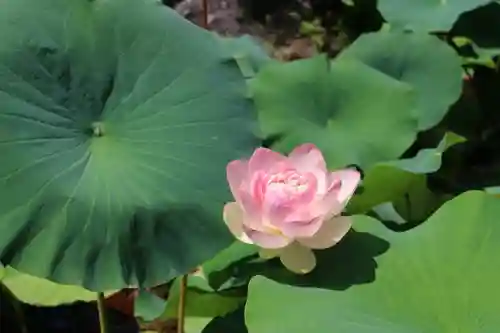 根来寺 智積院の庭園