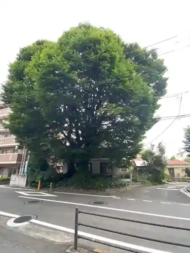 小野神社の自然