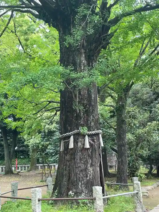 赤坂氷川神社(東京都)