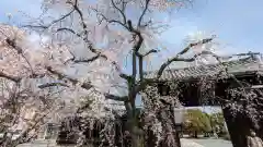 妙覺寺（妙覚寺）(京都府)